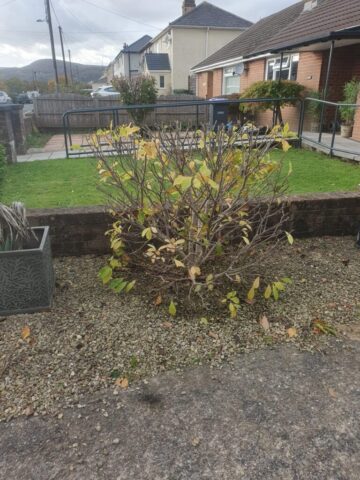 a1-orchard-landscaping-garden-hedge-maintenance-pontyclun-5 hedge maintenance pontyclun