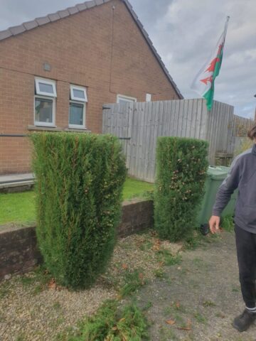 a1-orchard-landscaping-garden-hedge-maintenance-pontyclun-6 hedge maintenance pontyclun