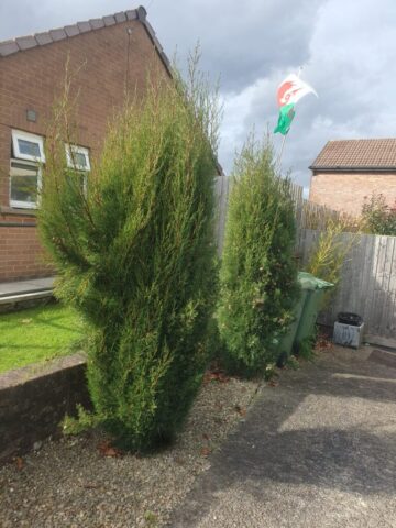 a1-orchard-landscaping-garden-hedge-maintenance-pontyclun-8 hedge maintenance pontyclun