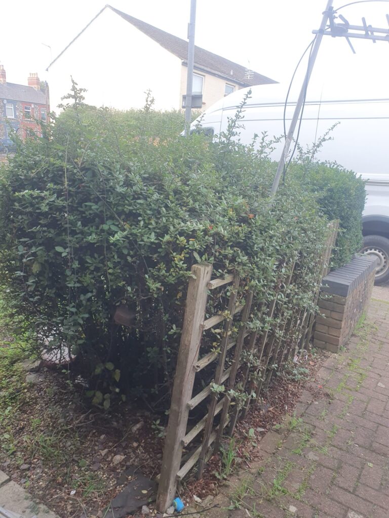 garden tidy up service barry