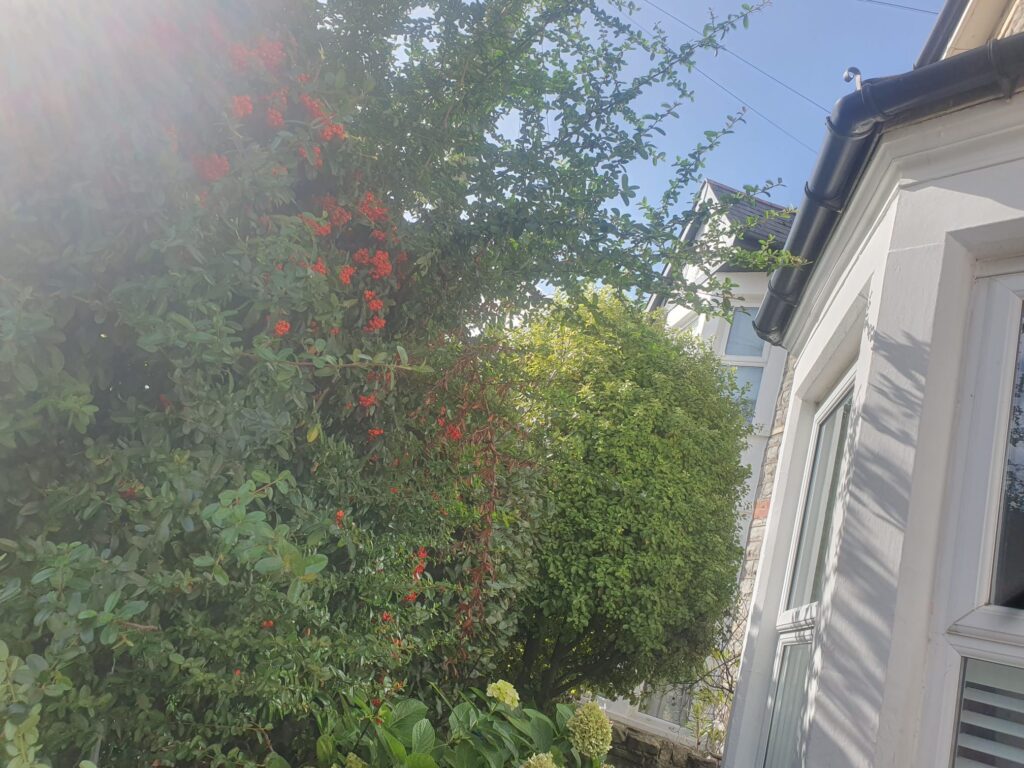 garden tidy up service cardiff