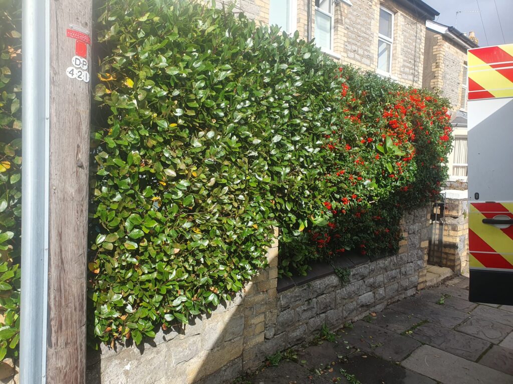 garden tidy up service cardiff