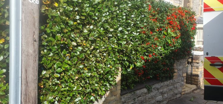garden tidy up service cardiff