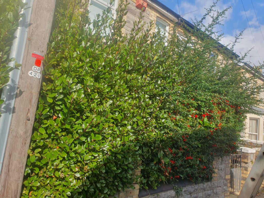 garden tidy up service cardiff