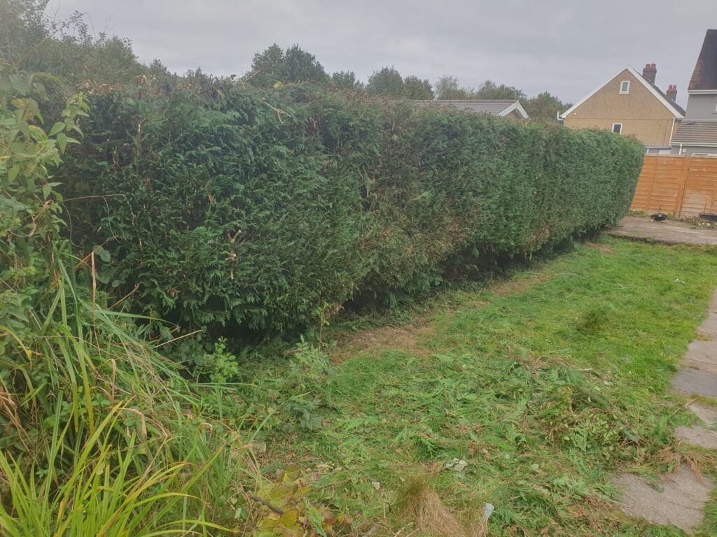 hedge cutting in St Mellons