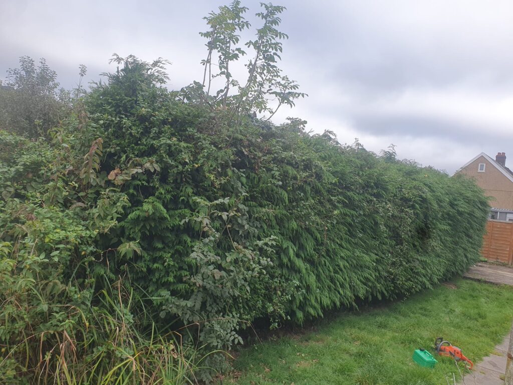 hedge cutting in St Mellons