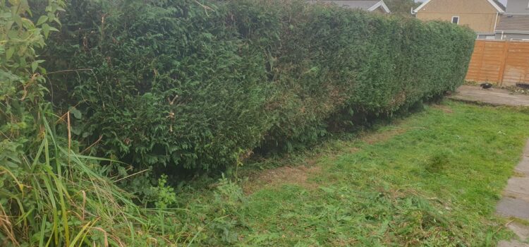 hedge cutting in St Mellons