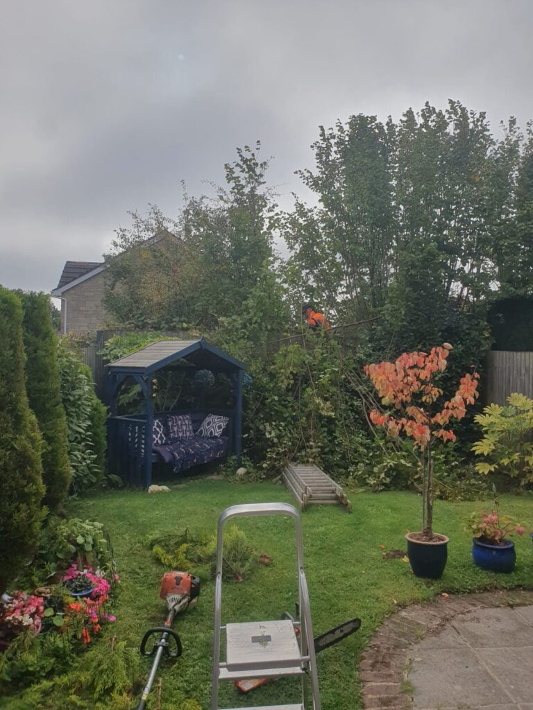 hedge maintenance Peterston super Ely