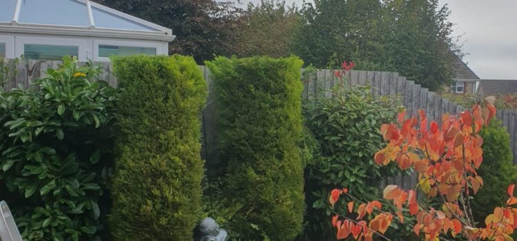hedge maintenance Peterston super Ely