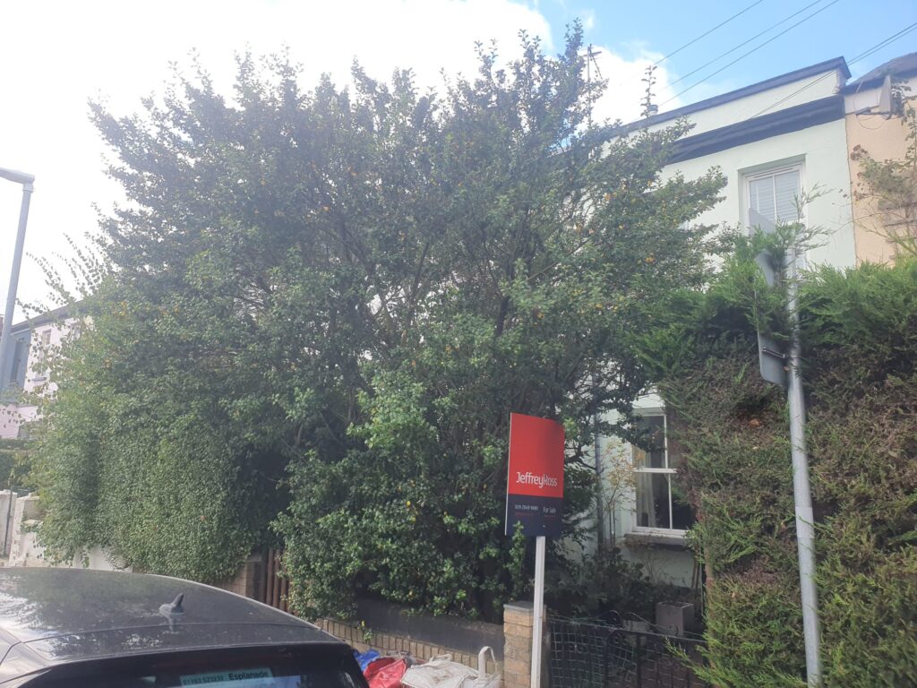 tree pruning Pontypridd