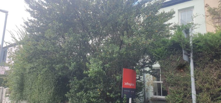tree pruning Pontypridd