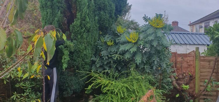 fir tree removal cardiff