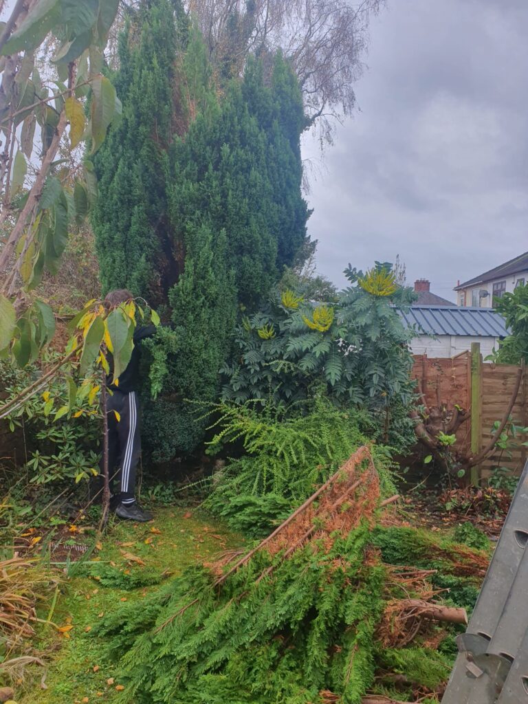 fir tree removal cardiff