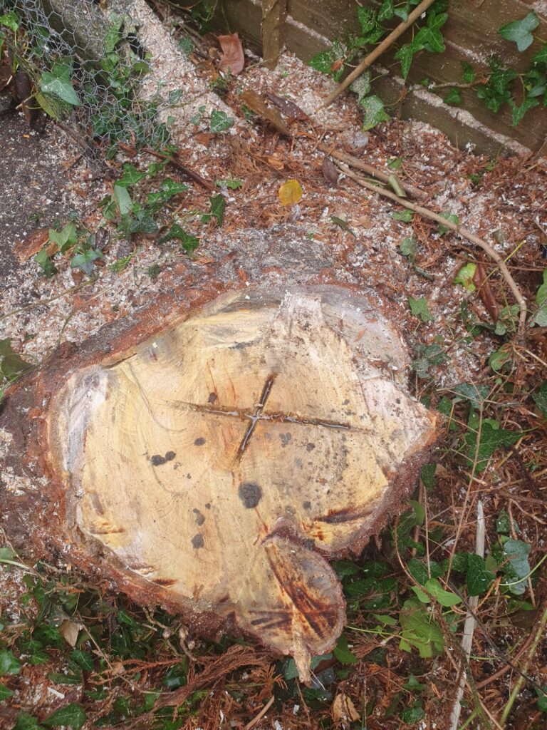 fir tree removal cardiff