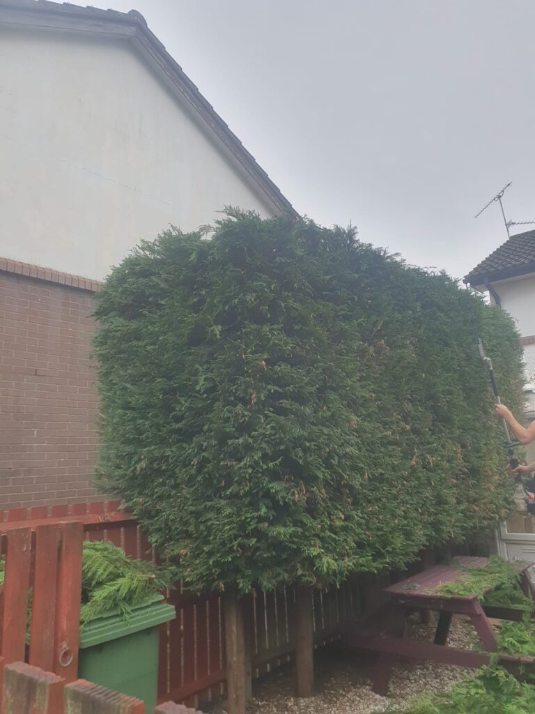 hedge cutting to size cardiff