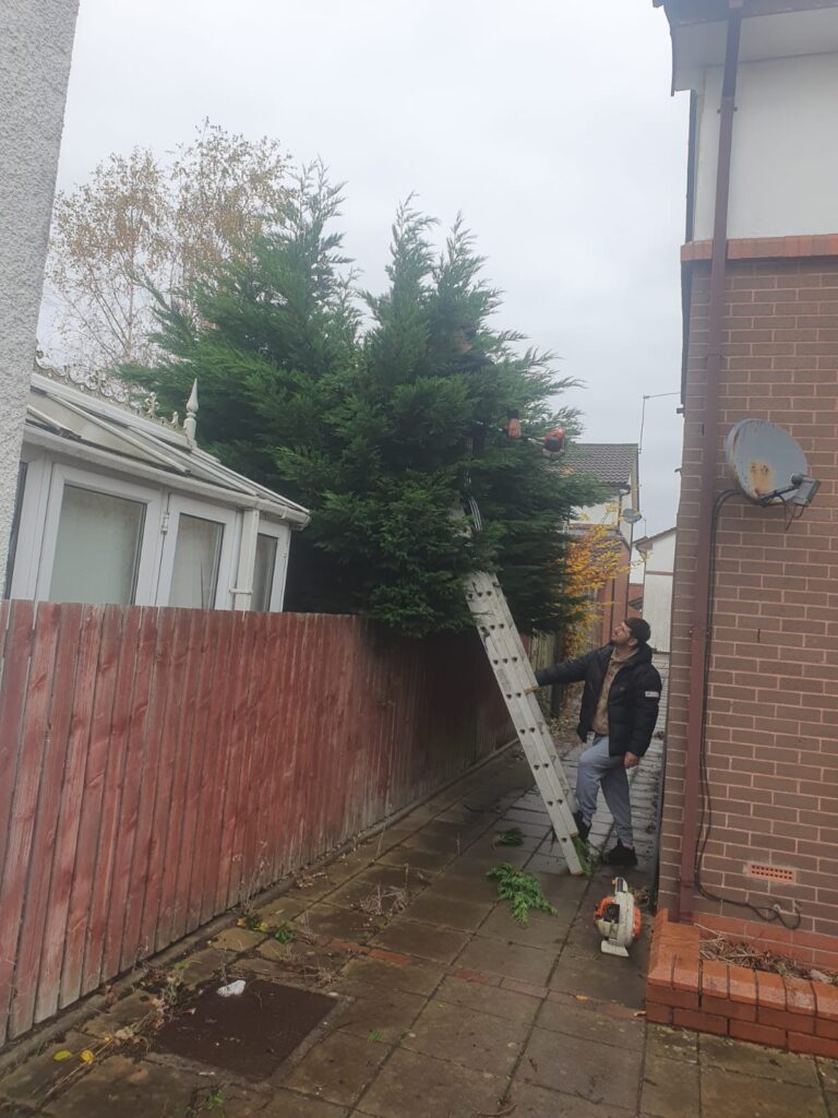 hedge cutting to size cardiff