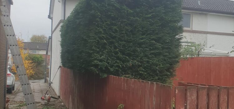 hedge cutting to size cardiff