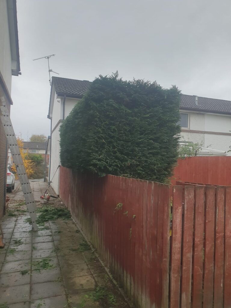 hedge cutting to size cardiff