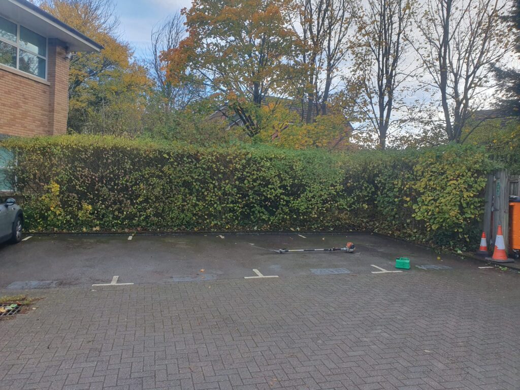 hedge maintenance cardiff