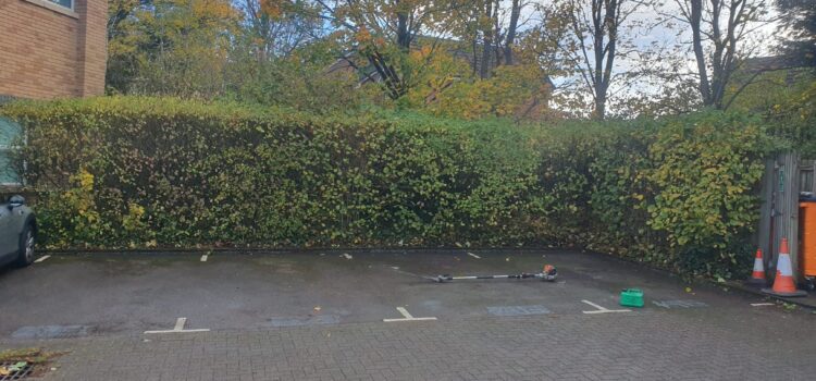hedge maintenance cardiff