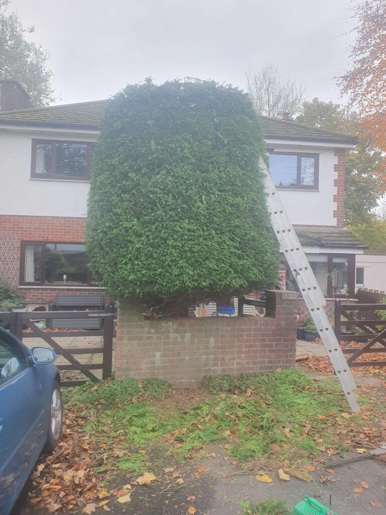 hedge trimming Cardiff