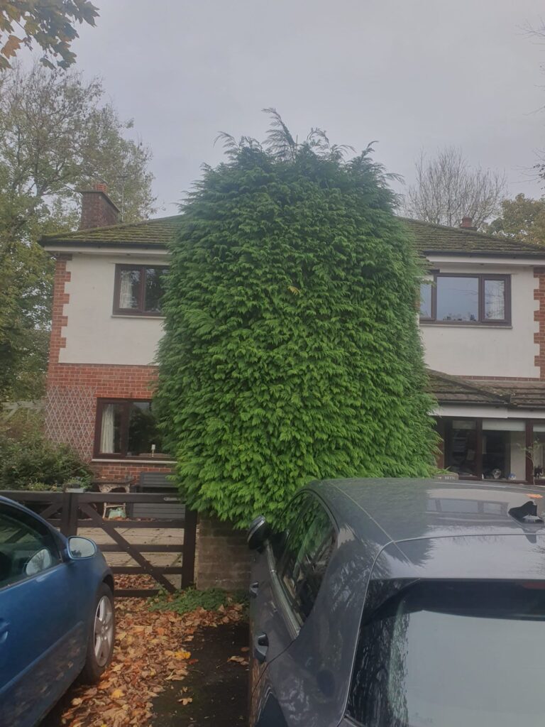 hedge trimming Cardiff