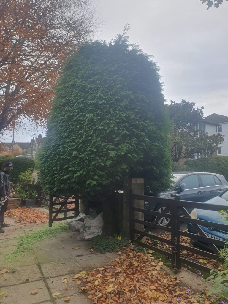 hedge trimming Cardiff