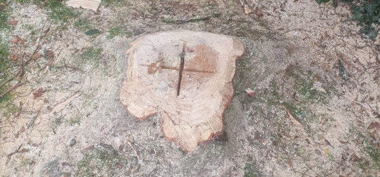 Tree Surgeon in Radyr