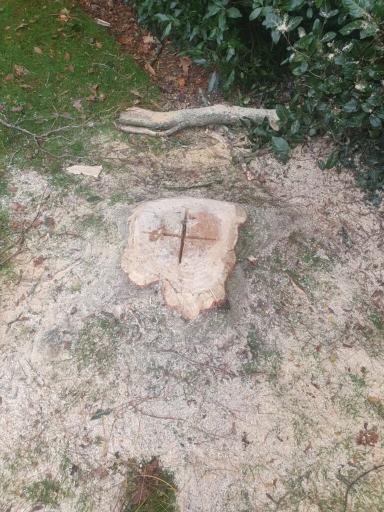 tree felling cardiff