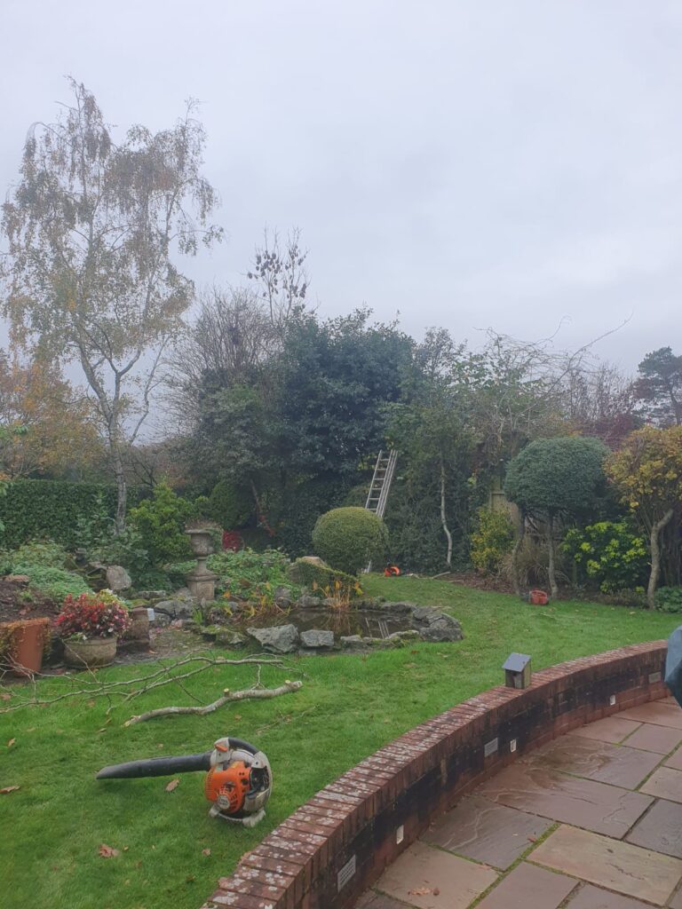 tree felling cardiff