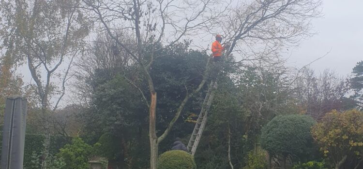 tree felling cardiff