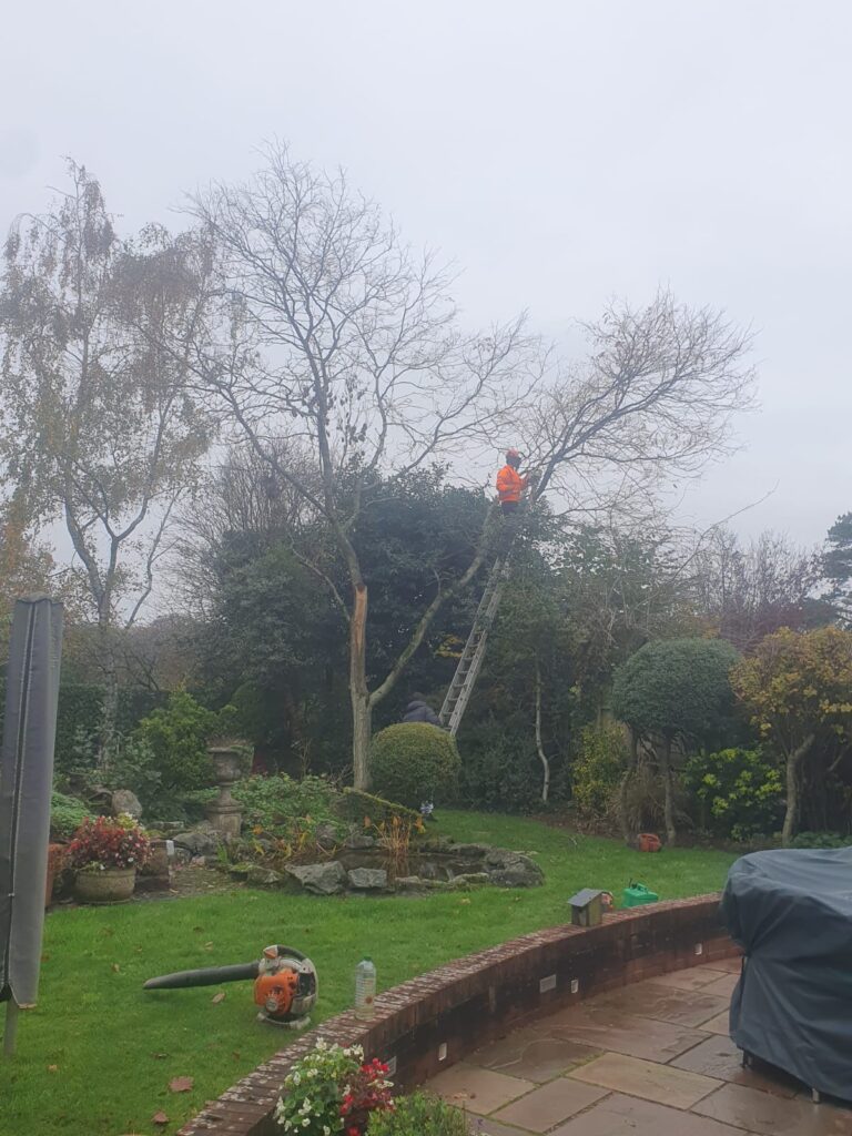 tree felling cardiff