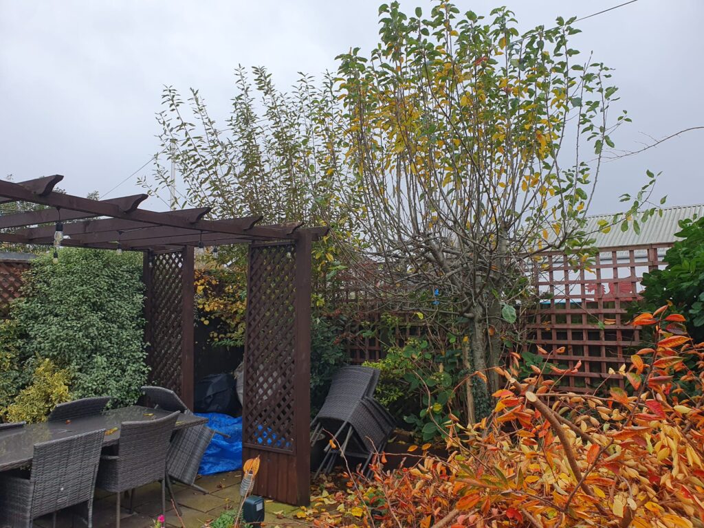 tree Pruning cowbridge