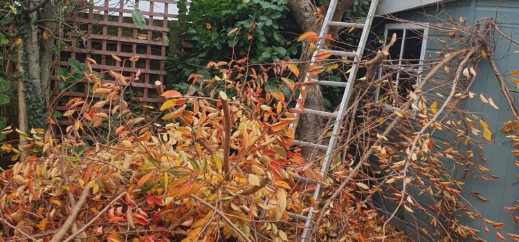 tree Pruning cowbridge