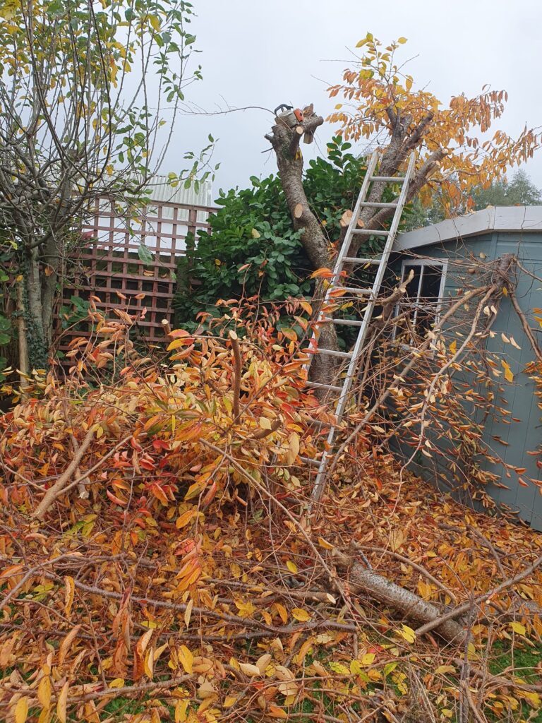 tree Pruning cowbridge