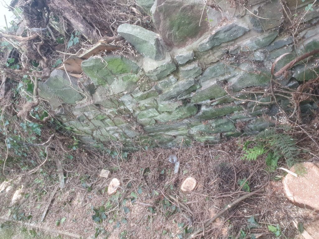 Fir tree removal in Cardiff