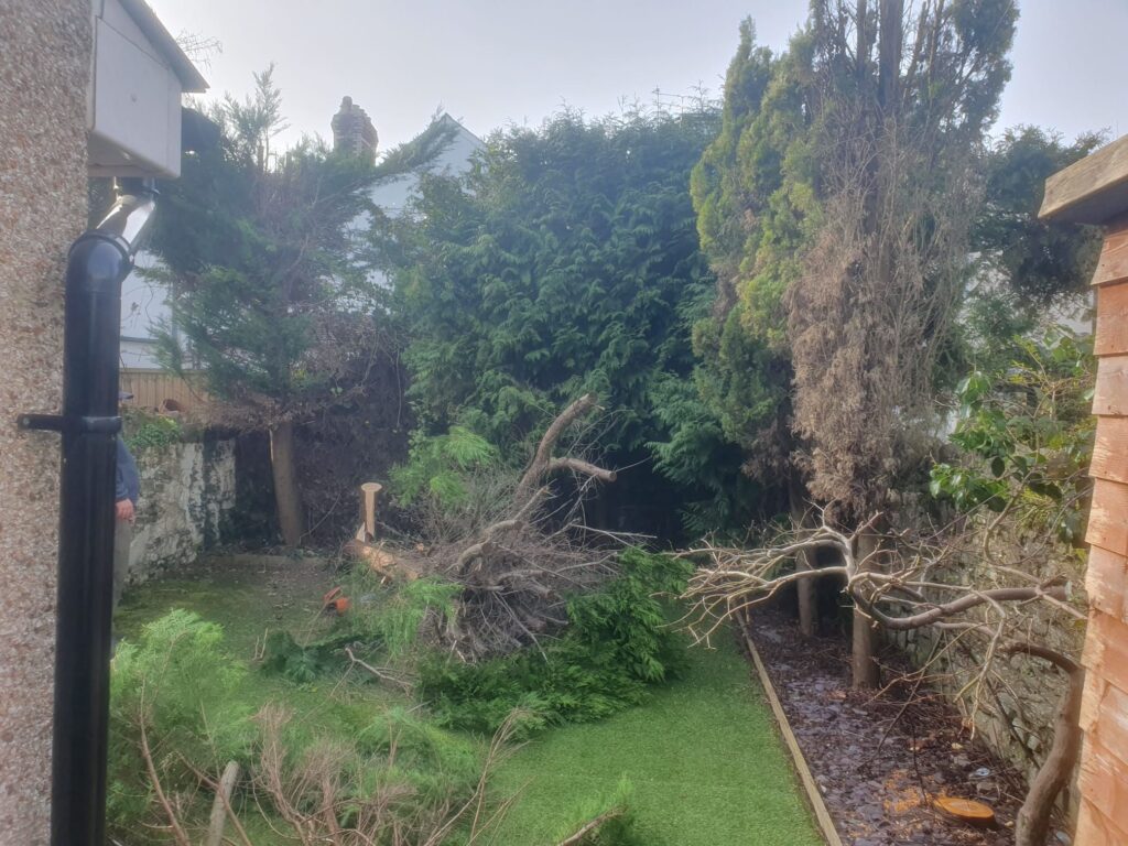 Fir tree removal in Cardiff