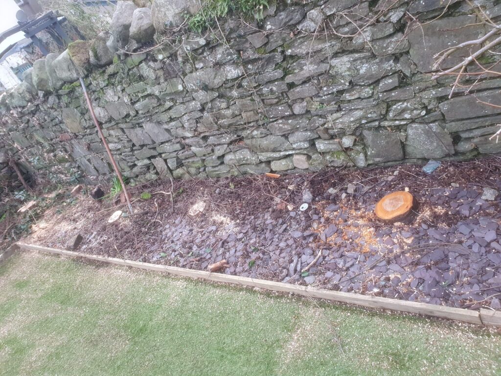 Fir tree removal in Cardiff