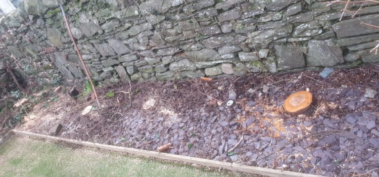 Fir tree removal in Cardiff