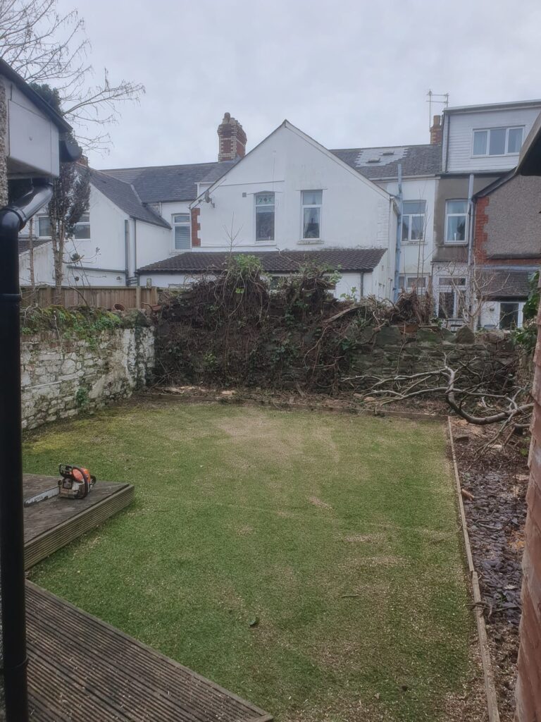Fir tree removal in Cardiff