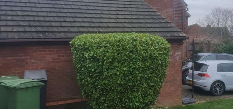 Hedge Cutting & Maintenance in Penarth