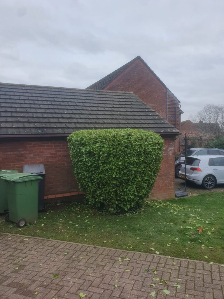 Hedge Cutting & Maintenance in Penarth