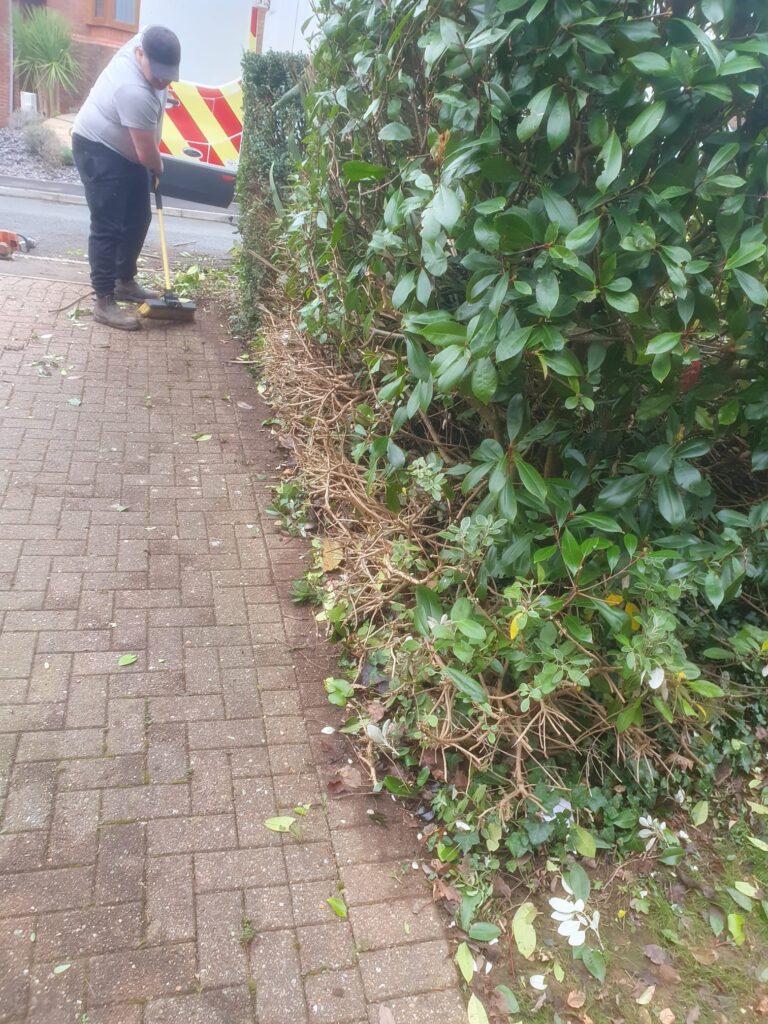 Hedge Cutting & Maintenance in Penarth