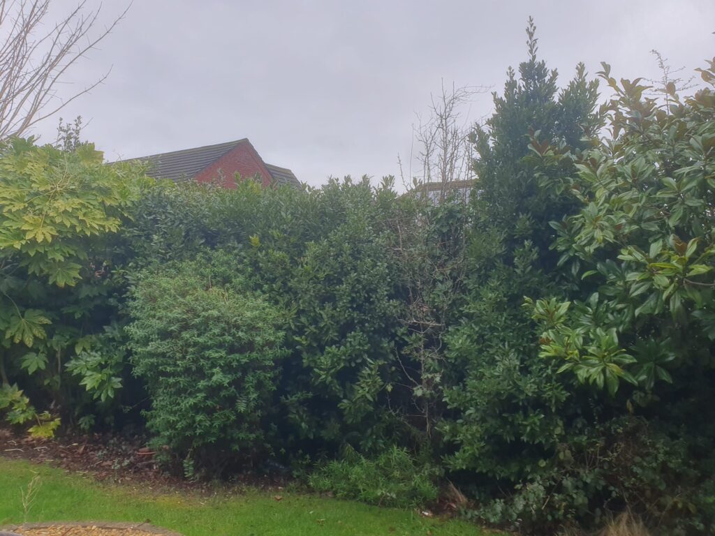 Hedge Cutting & Maintenance in Penarth