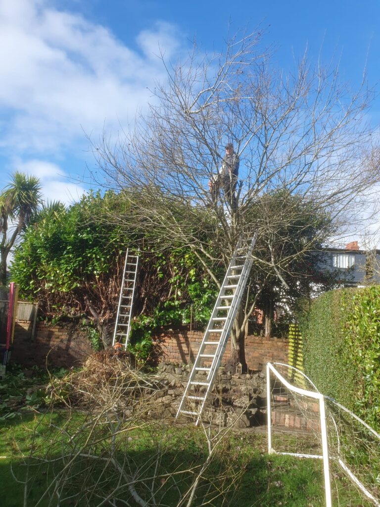 Tree reduction in Cardiff