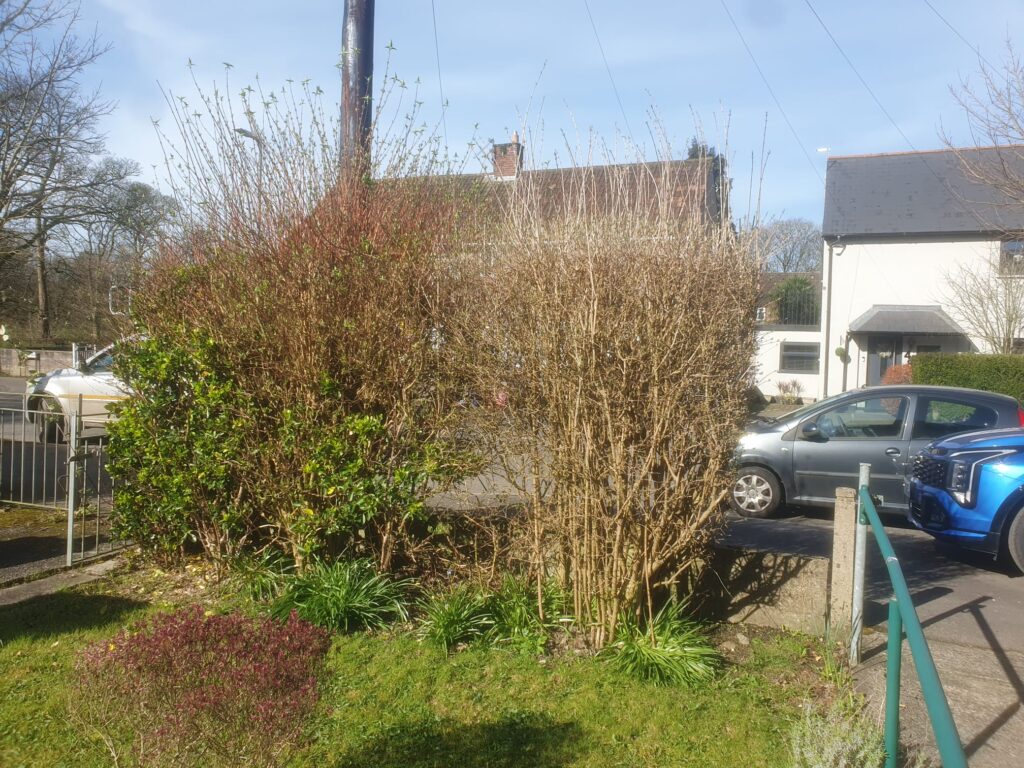 shrub trimming in Cardiff