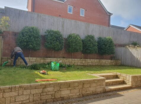 Hedge Trimming and Shrub Care in St. Mellons