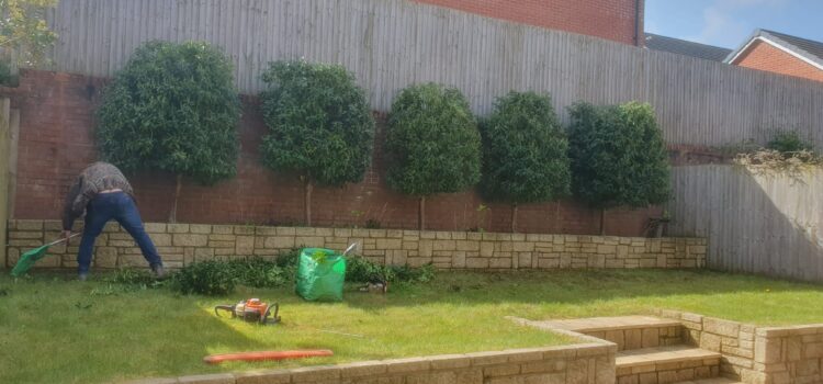 Hedge Trimming and Shrub Care in St. Mellons
