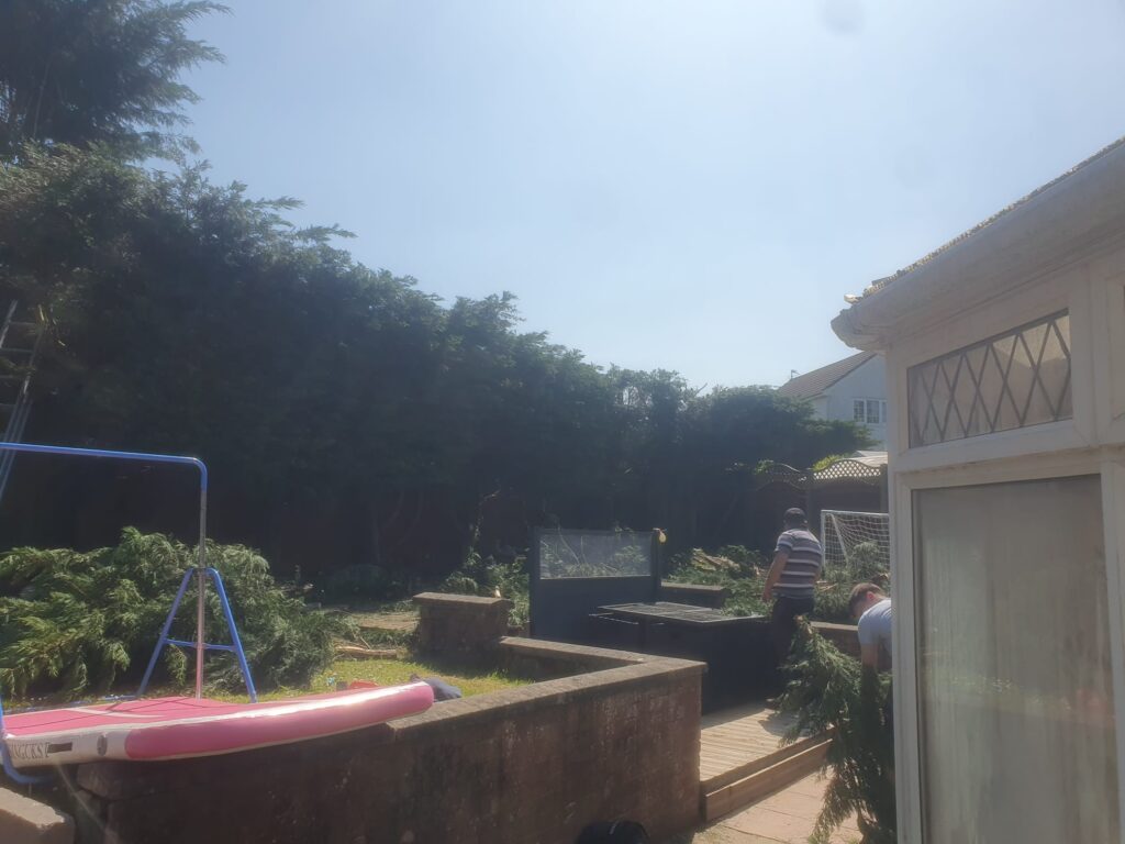 Conifer hedge reduction in Barry