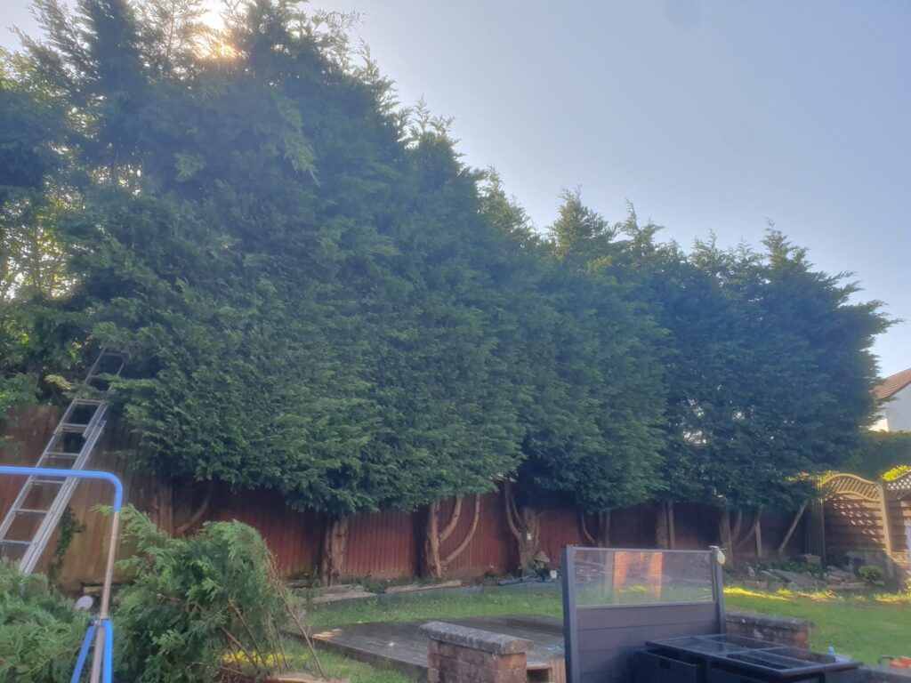 Conifer hedge reduction in Barry